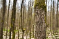 Trunks of a trees, overgrown with green moss on the north side, against the background of a forest with sparse trees, Hessen, Royalty Free Stock Photo