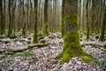 Trunks of a trees, overgrown with green moss on the north side, against the background of a forest with sparse trees, Hessen, Royalty Free Stock Photo