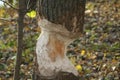 The trunks of trees in the park by the river are devoured by beavers.