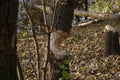 The trunks of trees in the park by the river are devoured by beavers.