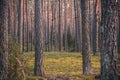 Trunks of trees in a pine forest Royalty Free Stock Photo