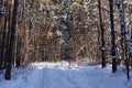 Trunks of trees and pines, it is expensive in the forest. Snow and snowdrifts Royalty Free Stock Photo