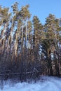 Trunks of trees and pines, it is expensive in the forest. Snow and snowdrifts Royalty Free Stock Photo