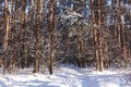 Trunks of trees and pines, it is expensive in the forest. Snow and snowdrifts Royalty Free Stock Photo