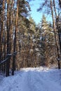 Trunks of trees and pines, it is expensive in the forest. Snow and snowdrifts Royalty Free Stock Photo
