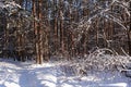 Trunks of trees and pines, it is expensive in the forest. Snow and snowdrifts Royalty Free Stock Photo