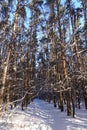Trunks of trees and pines, it is expensive in the forest. Snow and snowdrifts Royalty Free Stock Photo