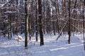 Trunks of trees and pines, it is expensive in the forest. Snow and snowdrifts Royalty Free Stock Photo