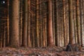 Trunks of trees in a spruce forest at sunset Royalty Free Stock Photo