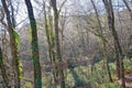 Bare forest with shining branches