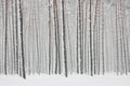 Trunks of trees in the winter forest Royalty Free Stock Photo