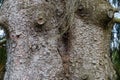 Trunks of two old fir trees accreted together, close-up Royalty Free Stock Photo