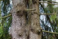 Trunks of two old fir trees accreted together Royalty Free Stock Photo