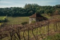 Trunks and vine branches with old farmhouse Royalty Free Stock Photo