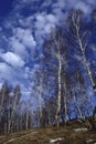 Trunks of white birches directed in the blue April sky. View of Spasskaya Mountain. Spring in the foothills of the Western Urals.