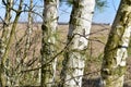 Trunks of white birches in early spring.
