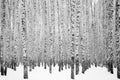 Trunks of winter snow-covered birch trees in black and white Royalty Free Stock Photo