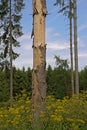 Trunks and wood ragwort flowers  in a sunny pine forest in Ardennes. Royalty Free Stock Photo