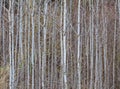 Trunks of young aspens Royalty Free Stock Photo