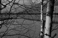 Trunks of young birches on the background of the lake.