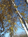 Trunks of young birches with yellow leaves against a background of a gradient blue autumn sky Royalty Free Stock Photo