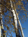 Trunks of young birches with yellow leaves against a background of a gradient blue autumn sky Royalty Free Stock Photo