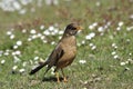 Trush bird in Falklands