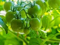 A truss of green tomatoes developing on a plant Royalty Free Stock Photo