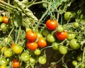 Truss of red and green cherry tomatoes Royalty Free Stock Photo