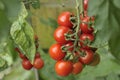 Alicante Tomatoes on the vine