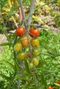 Truss of ripening cherry plum tomatoes Royalty Free Stock Photo