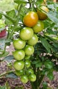 Truss with unripe tomatoes Royalty Free Stock Photo