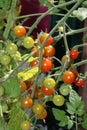 Trusses of ripening cherry tomatoes Royalty Free Stock Photo