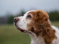 Trustful old Brittany Spaniel