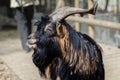 Domestic goat with long beard