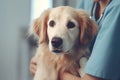 Trusting pets find security in the vet\'s caring hands