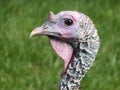 Trusting Wild Turkey