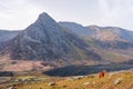 With the Carneddau wild a pony on the hillside on a spring morning, Eryri