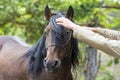 Trying to comb a wayward horse Royalty Free Stock Photo