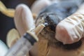 Trying to feed a rescued baby swallow with syringe