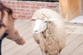 Trying to Feed a Sheep in Qingjing Farm