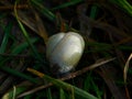 A white snail hides in the grass