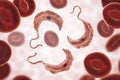 Trypanosoma brucei parasite Royalty Free Stock Photo