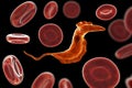 Trypanosoma cruzi parasite