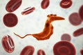 Trypanosoma cruzi parasite Royalty Free Stock Photo