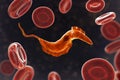 Trypanosoma cruzi parasite Royalty Free Stock Photo