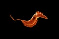 Trypanosoma cruzi parasite Royalty Free Stock Photo