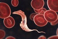 Trypanosoma cruzi parasite Royalty Free Stock Photo