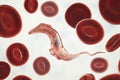 Trypanosoma cruzi parasite Royalty Free Stock Photo