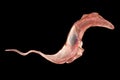 Trypanosoma cruzi parasite Royalty Free Stock Photo